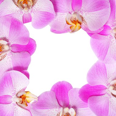 Orkide çiçekli çerçeve beyaz zemin üzerine izole. güzel