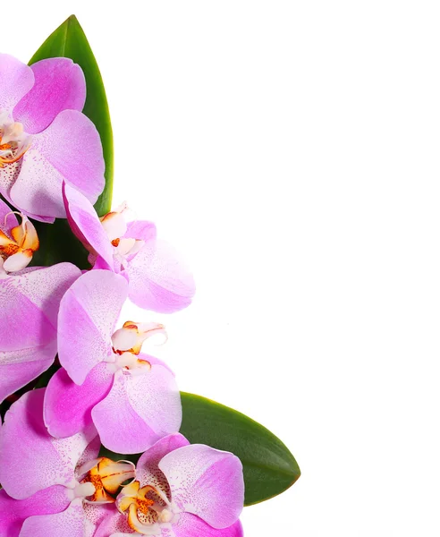Orchidee bloemen geïsoleerd op witte achtergrond. — Stockfoto