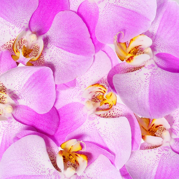 ピンクの蘭の花の背景。美しい花束。クローズ アップ — ストック写真