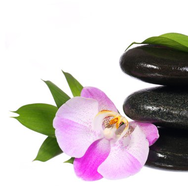 Zen çakıl. Spa taşı ve yeşil yaprakları ile pembe orkide çiçek
