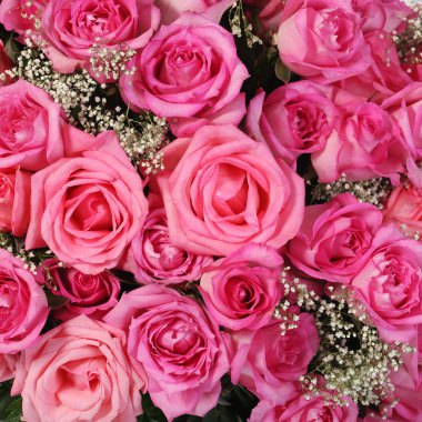 pembe güller ve cipsolardan. arka plan