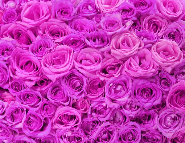 Fuchsia Roses. Background — Stock Photo, Image