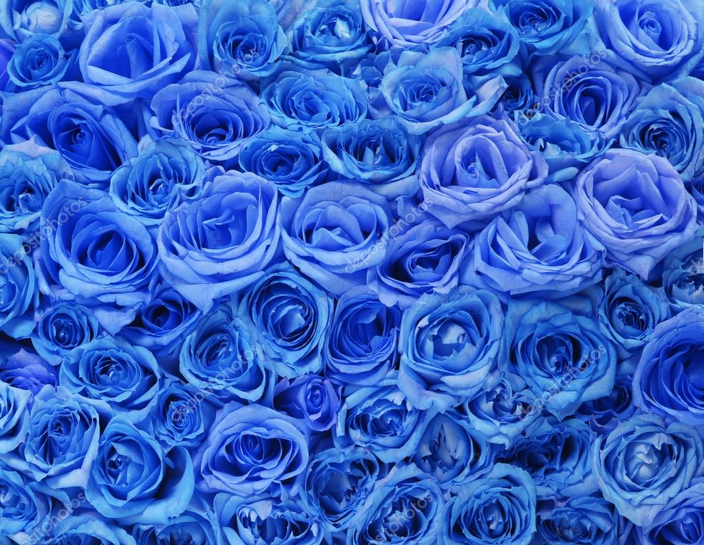 Blue roses background Stock Photo by ©Guzel 40981457