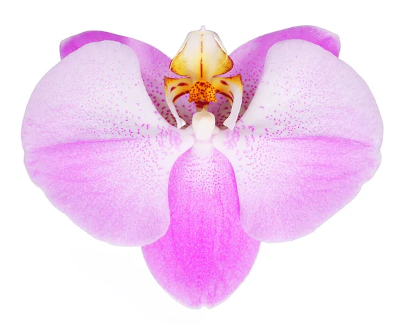 Roze orchidee bloemen geïsoleerd op witte achtergrond — Stockfoto