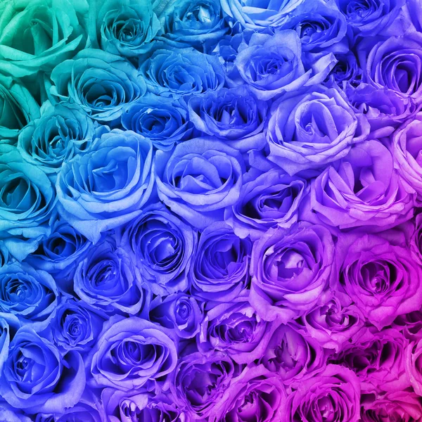 Kleurrijke rozen. achtergrond. — Stockfoto