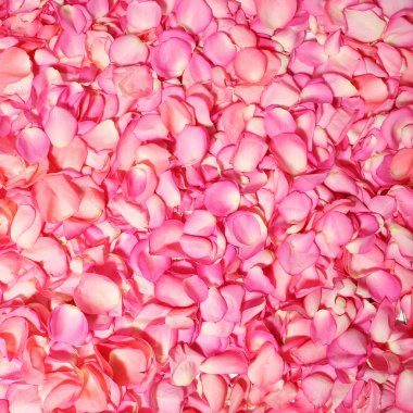 Pembe gül yaprakları. arka plan