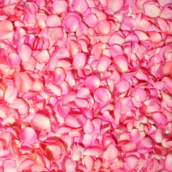 Розовые лепестки роз. Фон — стоковое фото