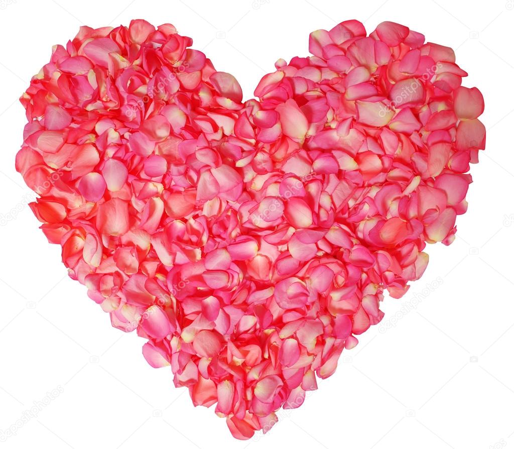 Pink rose petals in heart shape isolated on white background