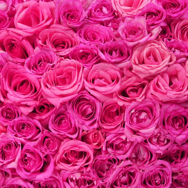 Hot Pink Roses Background — Stock Photo, Image