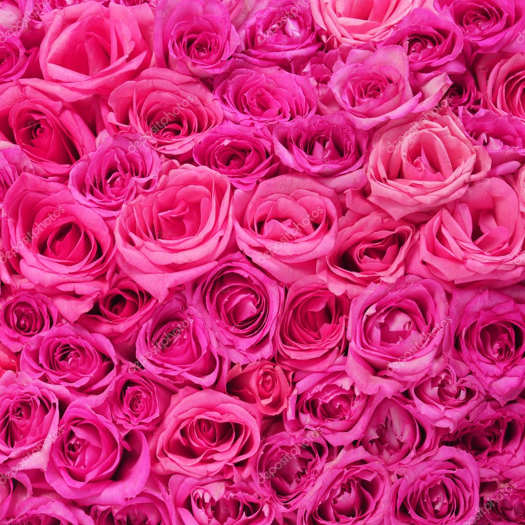 Hot Pink Roses Background Stock Photo by ©Guzel 41595055