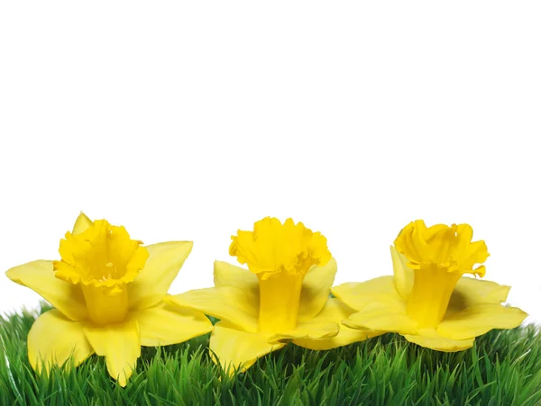 Narzissenblüten im Frühling. gelbe Narzissen auf grünem Gras — Stockfoto