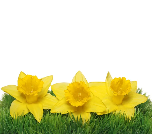 Flores de Narciso da Primavera. Daffodils amarelos no isolado de grama verde — Fotografia de Stock