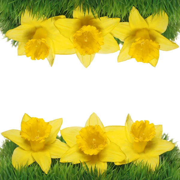 Spring Narcissus Flowers Border. Yellow Daffodils on green grass — Stock Photo, Image