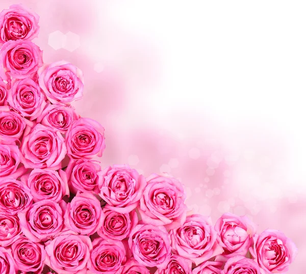 Hot Pink Roses over white background. Border — Stock Photo, Image