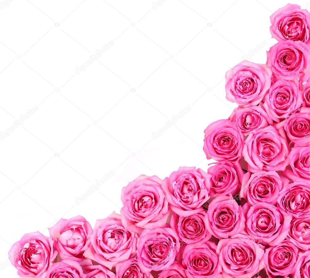 Hot Pink Roses over white background. Border