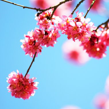 sakura. İlkbaharda kiraz çiçekleri, güzel pembe çiçekler