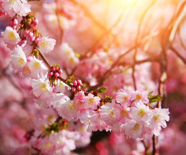 sakura. İlkbaharda kiraz çiçekleri, güzel pembe çiçekler