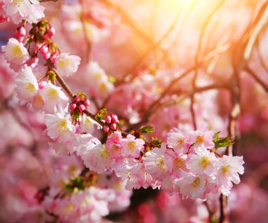 Sakura. Cherry Blossom in Springtime, Beautiful Pink Flowers clipart