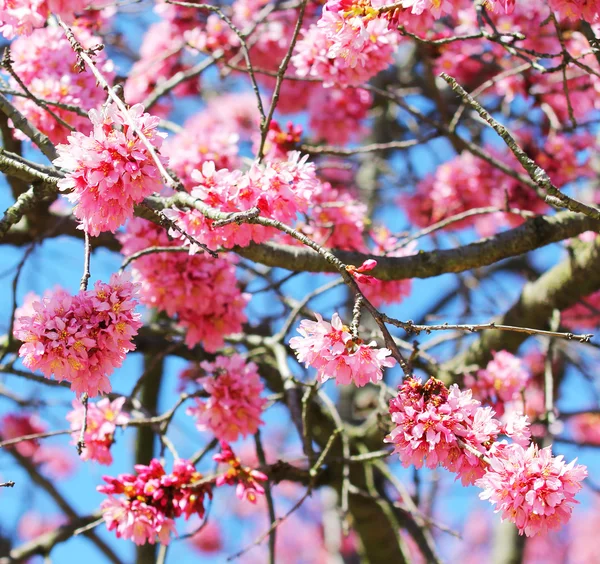 Sakura. kwiat wiśni wiosną, piękne różowe kwiaty — Zdjęcie stockowe