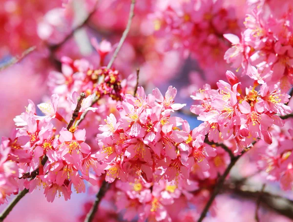 Sakura. třešňový květ na jaře, krásné růžové květy — Stock fotografie