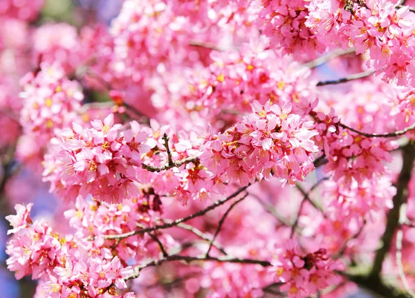 Sakura. třešňový květ na jaře, krásné růžové květy — Stock fotografie