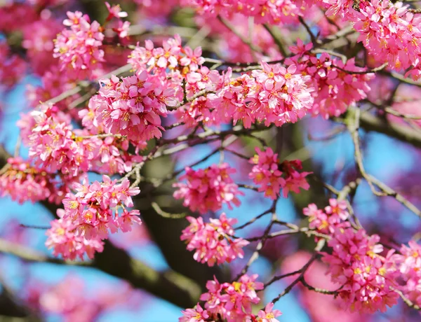 Sakura. fiore di ciliegio in primavera, bellissimi fiori rosa — Foto Stock