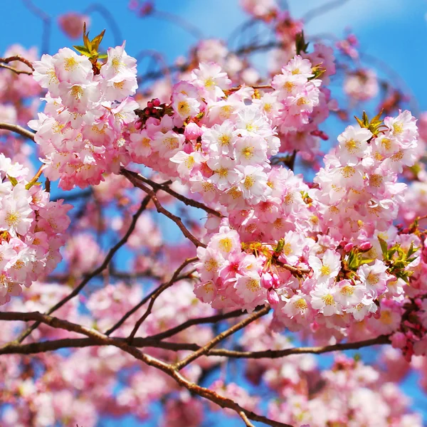 Sakura. bunga ceri mekar di musim semi, bunga merah muda yang indah — Stok Foto