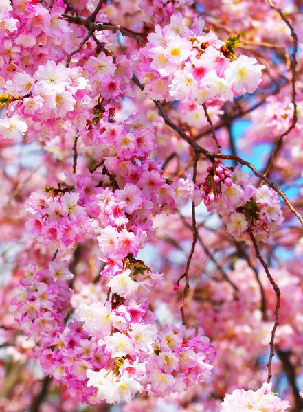 Σακούρα. άνθη κερασιάς την άνοιξη, όμορφα ροζ λουλούδια — Φωτογραφία Αρχείου