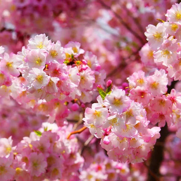 Sakura. flor de cerezo en primavera, hermosas flores rosadas —  Fotos de Stock