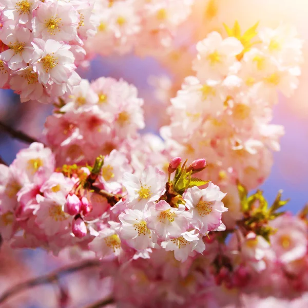 Een sakura. kersenbloesem in de lente, mooie roze bloemen — Stockfoto