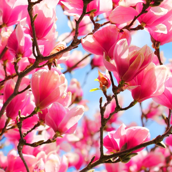 Magnoliaträd blommar på våren — Stockfoto