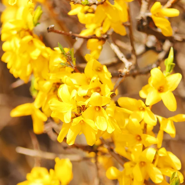 Желтые цветы. Прекрасный куст Форсайтии расцветает весной — стоковое фото