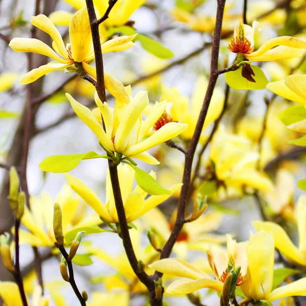 Žlutá magnolie strom květy na jaře — Stock fotografie