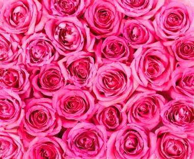 Pembe güller arka plan