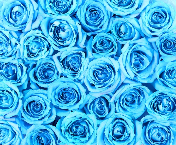 Turquoise roses background — Stock Photo, Image