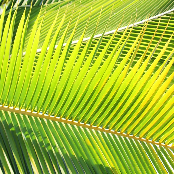 Palm Leaf. Background — Stock Photo, Image