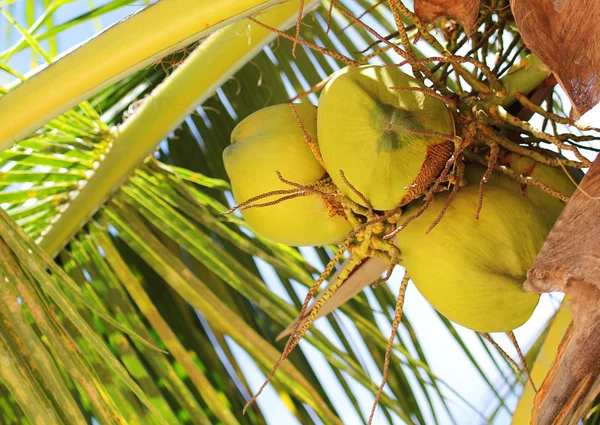 Young Coconuts at Tropical Palm Tree — Stock Photo, Image