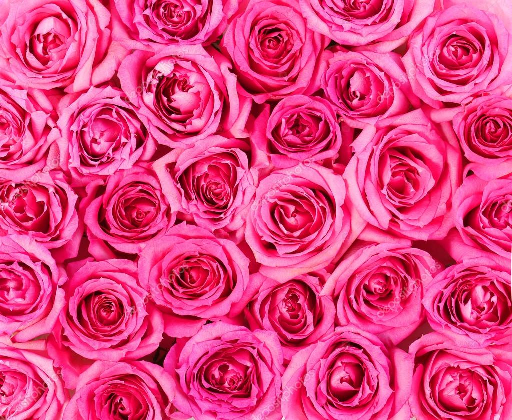 Pink roses background — Stock Photo © Guzel #43652691
