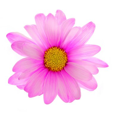 beyaz izole pembe papatya çiçeği