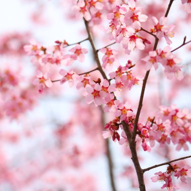 kiraz çiçeği. Sakura bahar içinde. güzel pembe çiçekler