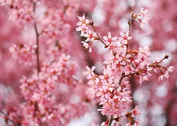 Fiore di ciliegio. Sakura in primavera. Bellissimi fiori rosa — Foto Stock