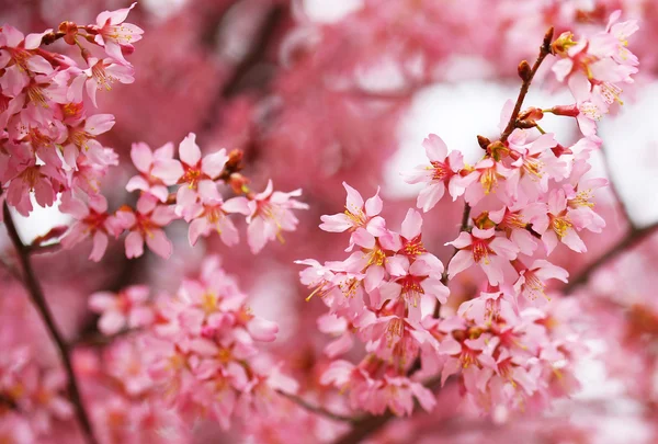 La fleur de cerisier. Sakura au printemps. Belles fleurs roses — Photo