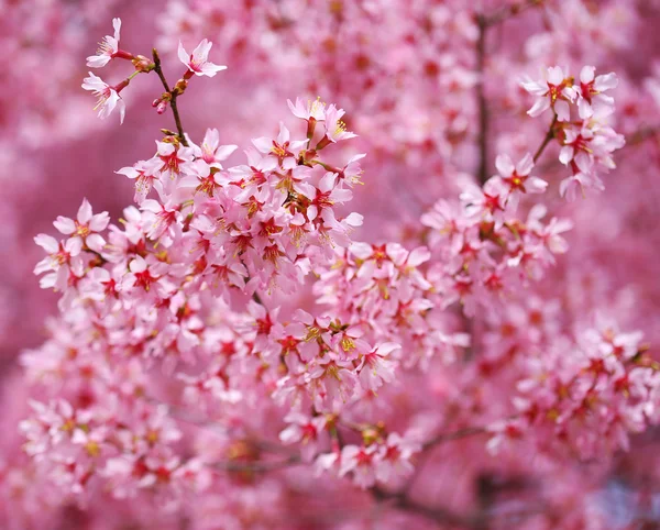 Flor de cerezo. Sakura en primavera. Hermosas flores rosadas — Foto de Stock