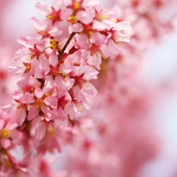 Flor de cerezo. Sakura en primavera. Hermosas flores rosadas —  Fotos de Stock