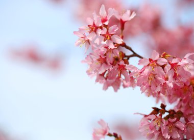 kiraz çiçeği. Sakura bahar içinde. güzel pembe çiçekler