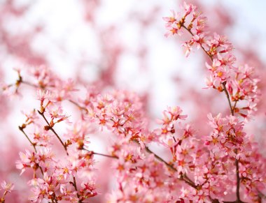 kiraz çiçeği. Sakura bahar içinde. güzel pembe çiçekler