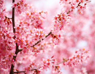 kiraz çiçeği. Sakura bahar içinde. güzel pembe çiçekler
