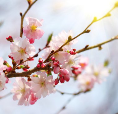 kiraz çiçeği. Sakura bahar içinde. güzel pembe çiçekler