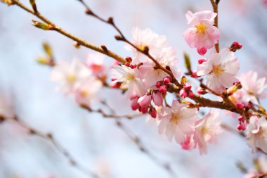 kiraz çiçeği. Sakura bahar içinde. güzel pembe çiçekler