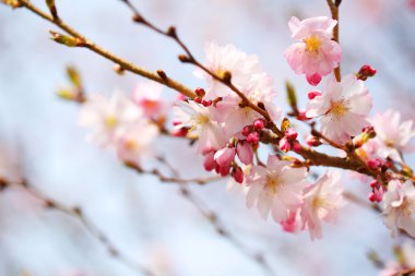 Cherry Blossom. Sakura in Springtime. Beautiful Pink Flowers clipart